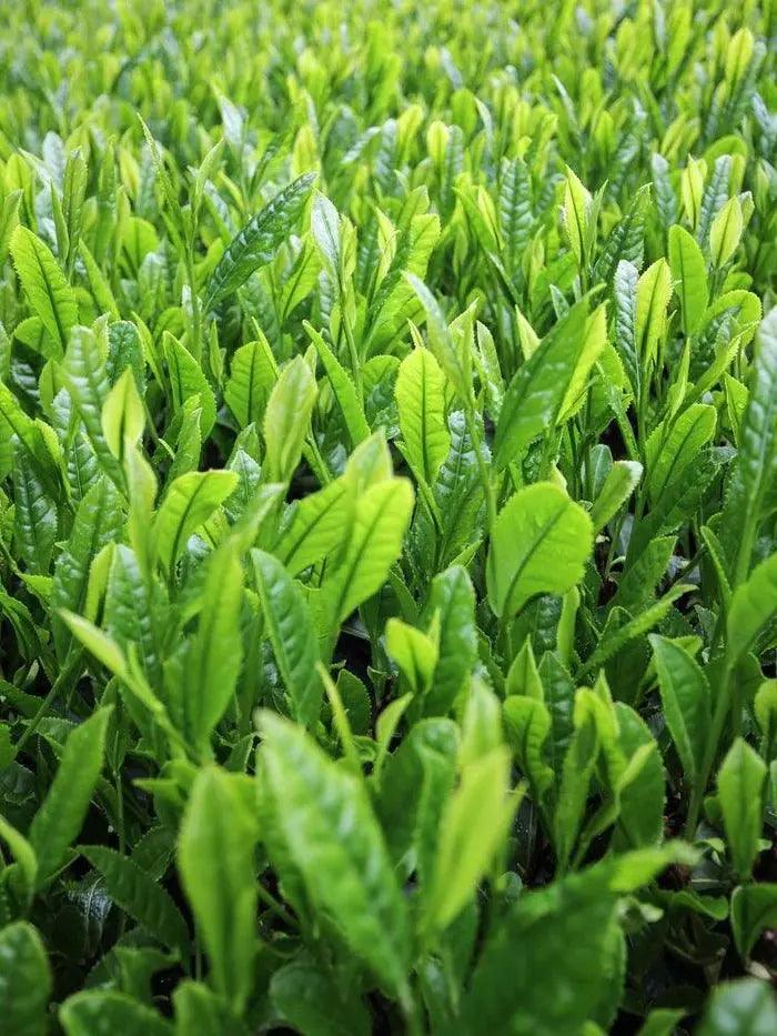 Organic Genmaicha Green Tea Bags - EarthLoom
