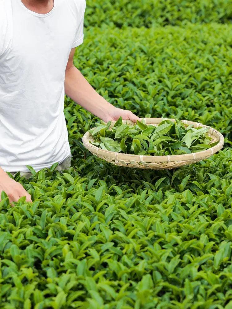 Organic Okuyutaka Loose Leaf Green Tea - EarthLoom