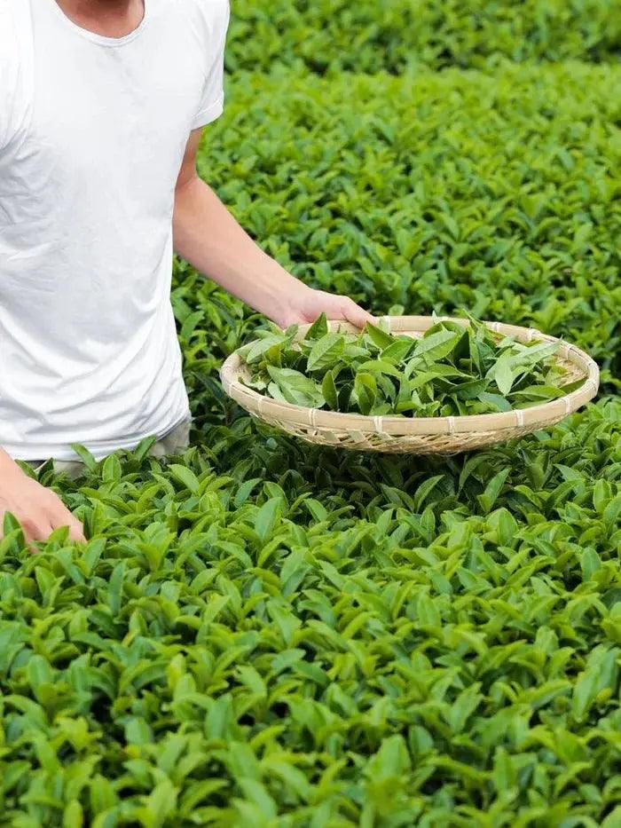 Morihata Organic Kirishima Loose Leaf Green Tea - EarthLoom